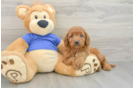 Playful Mini Groodle Poodle Mix Puppy