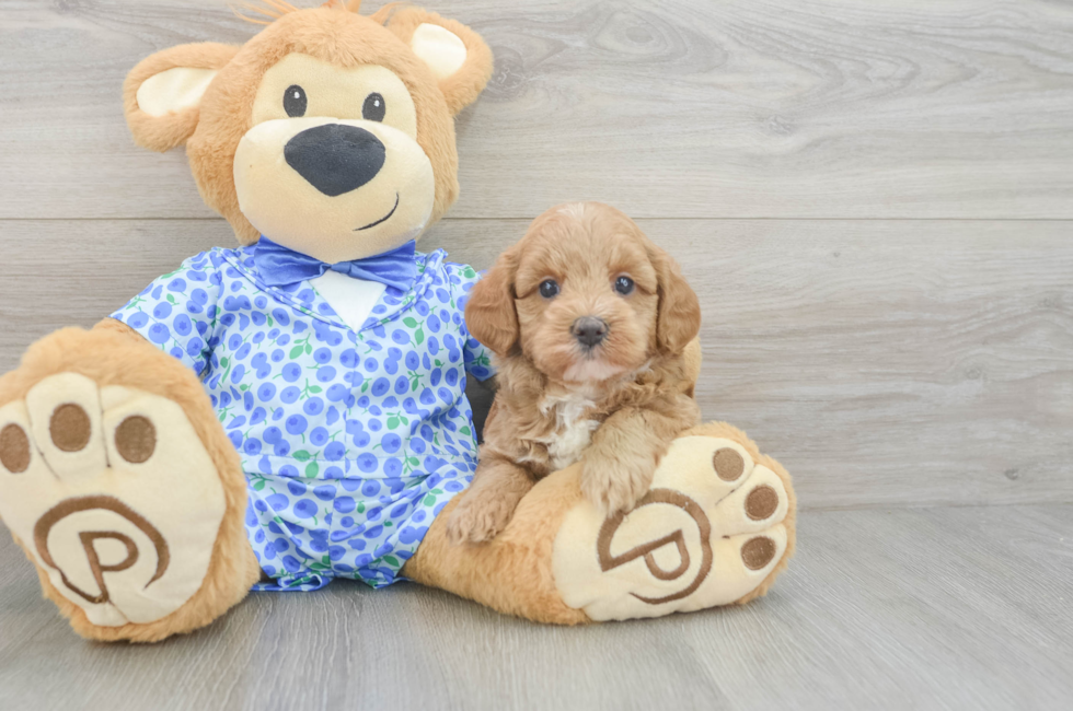 5 week old Mini Goldendoodle Puppy For Sale - Florida Fur Babies