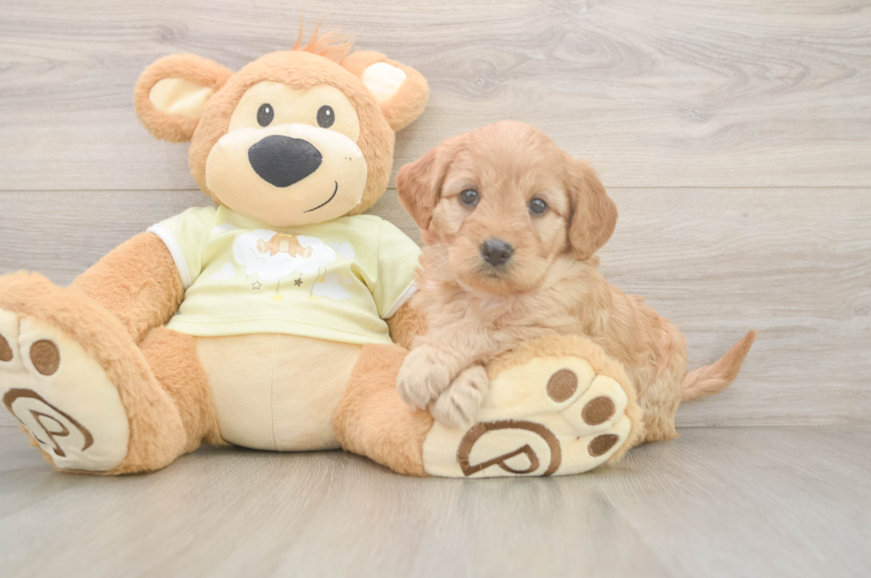 5 week old Mini Goldendoodle Puppy For Sale - Florida Fur Babies