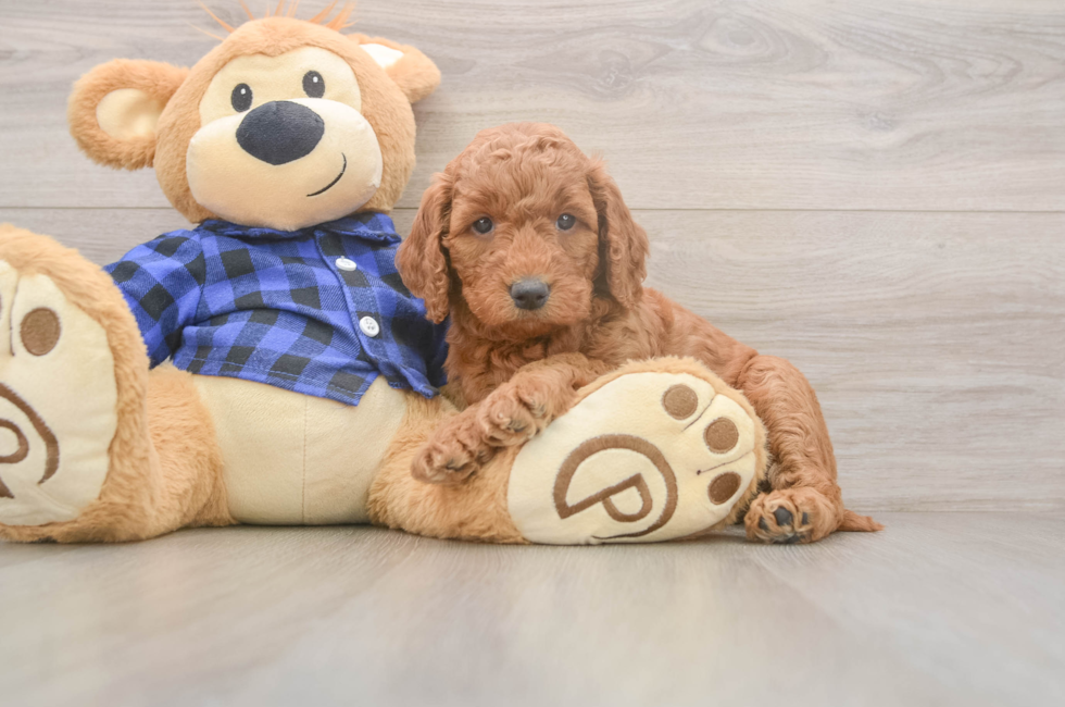 5 week old Mini Goldendoodle Puppy For Sale - Florida Fur Babies