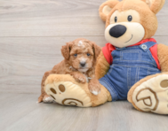 8 week old Mini Goldendoodle Puppy For Sale - Florida Fur Babies