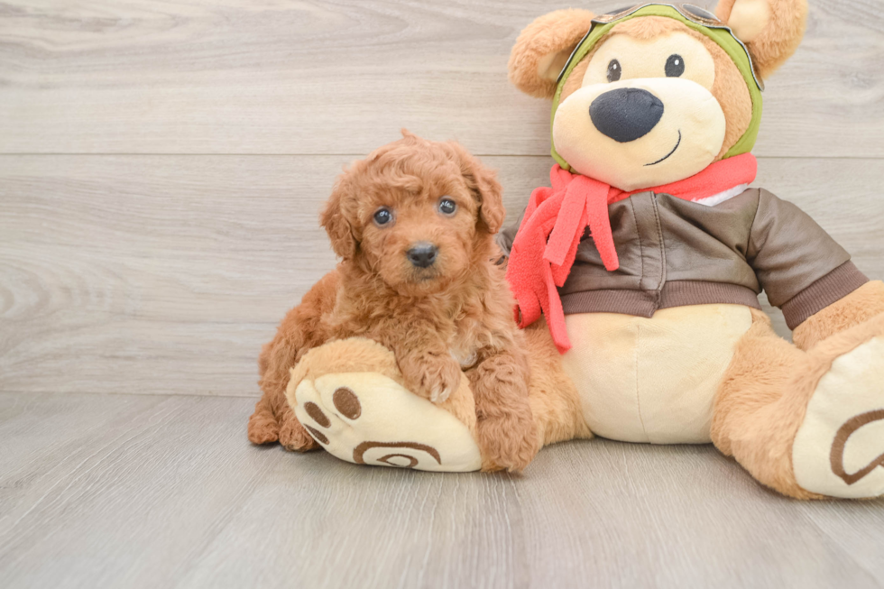 Best Mini Goldendoodle Baby