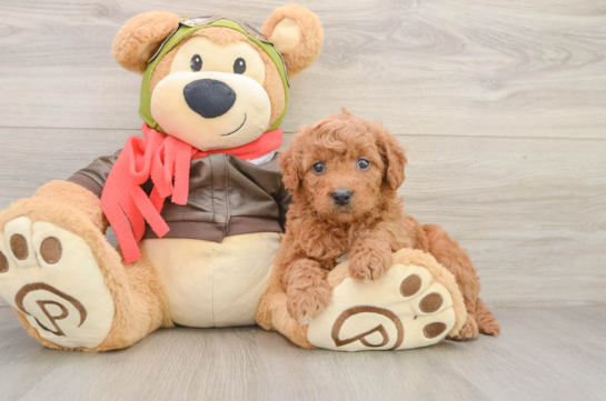 Mini Goldendoodle Pup Being Cute