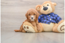 Best Mini Goldendoodle Baby