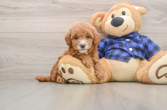 Best Mini Goldendoodle Baby