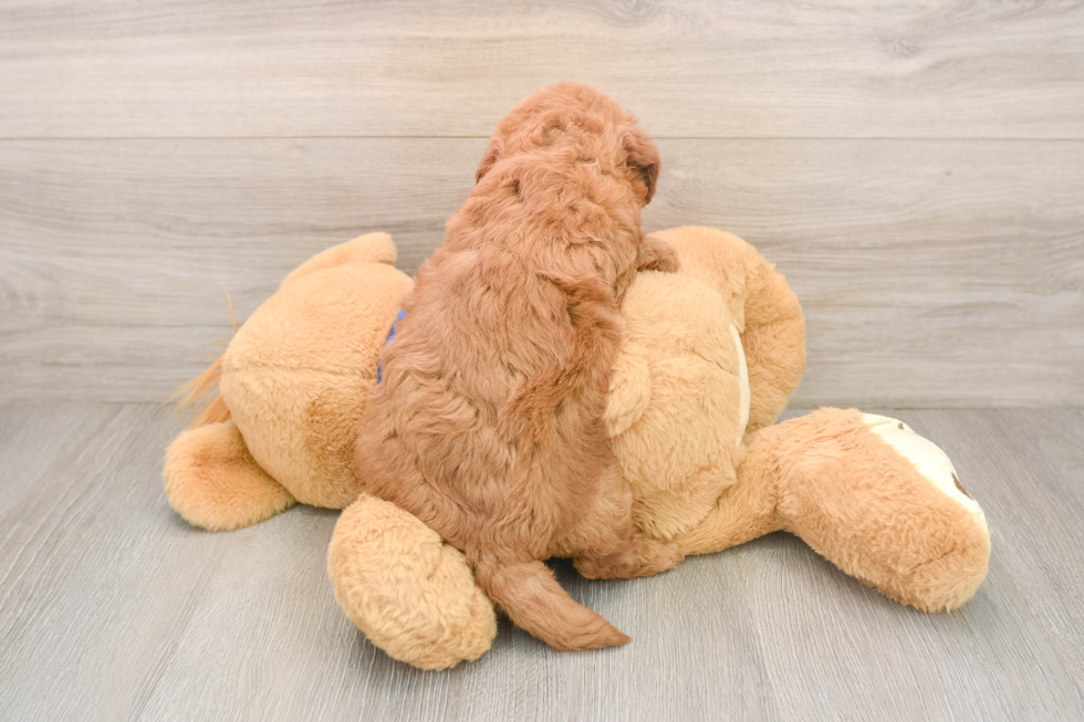 Sweet Mini Goldendoodle Baby