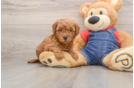 Best Mini Goldendoodle Baby