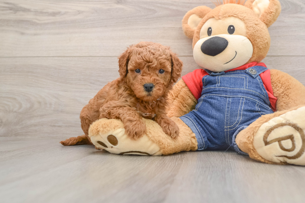 Best Mini Goldendoodle Baby