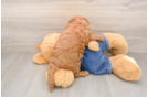 Sweet Mini Goldendoodle Baby