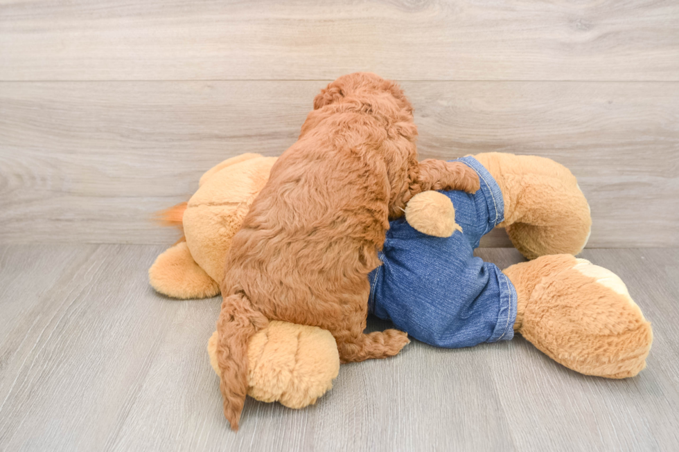 Sweet Mini Goldendoodle Baby