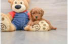 Little Mini Goldenpoo Poodle Mix Puppy