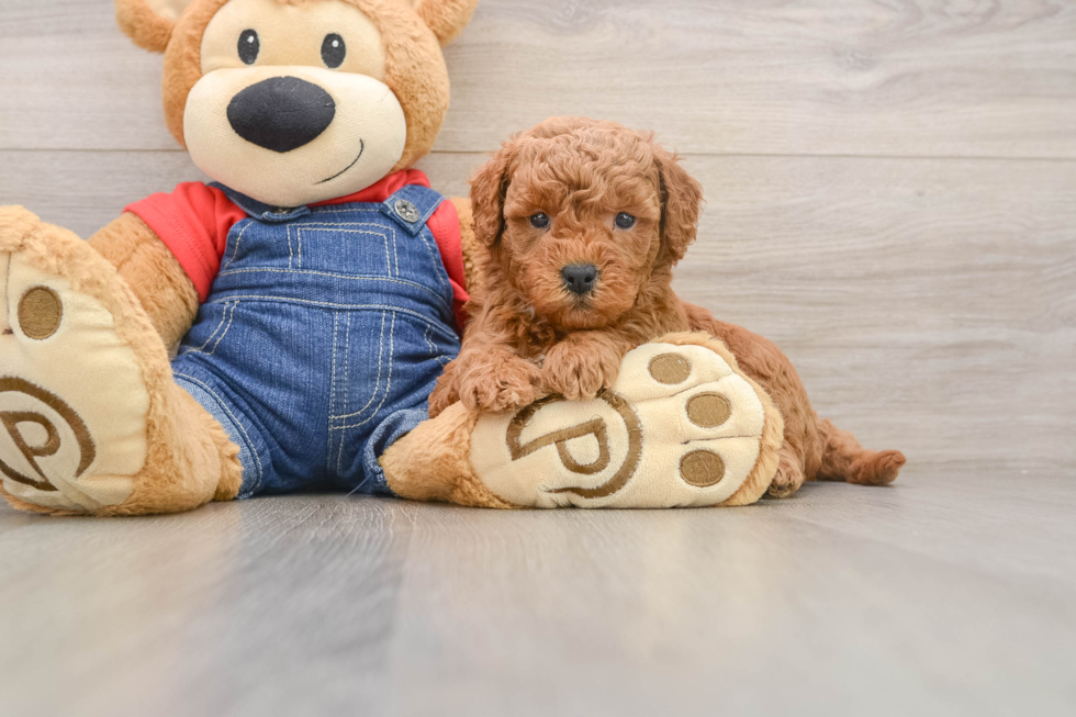 Little Mini Goldenpoo Poodle Mix Puppy