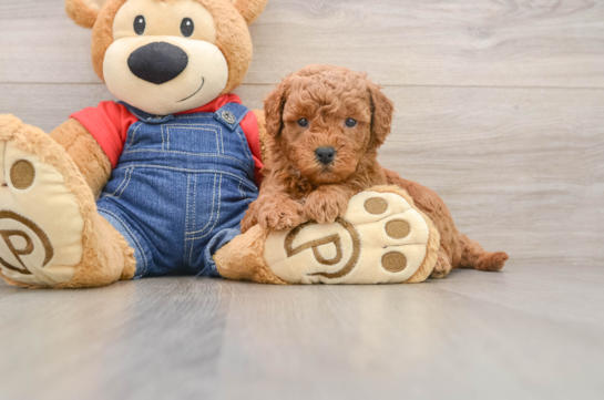 Little Mini Goldenpoo Poodle Mix Puppy