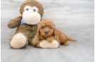 Meet Cayenne - our Mini Goldendoodle Puppy Photo 1/3 - Florida Fur Babies