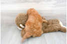 Meet Cayenne - our Mini Goldendoodle Puppy Photo 3/3 - Florida Fur Babies