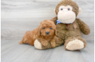 Meet Cayenne - our Mini Goldendoodle Puppy Photo 2/3 - Florida Fur Babies