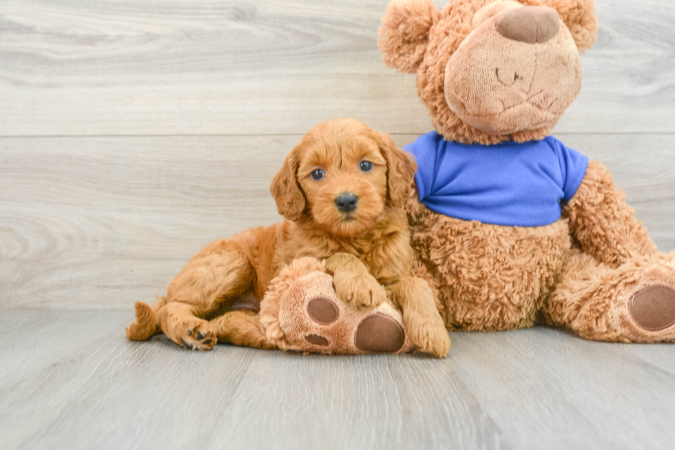 Adorable Golden Retriever Poodle Mix Poodle Mix Puppy