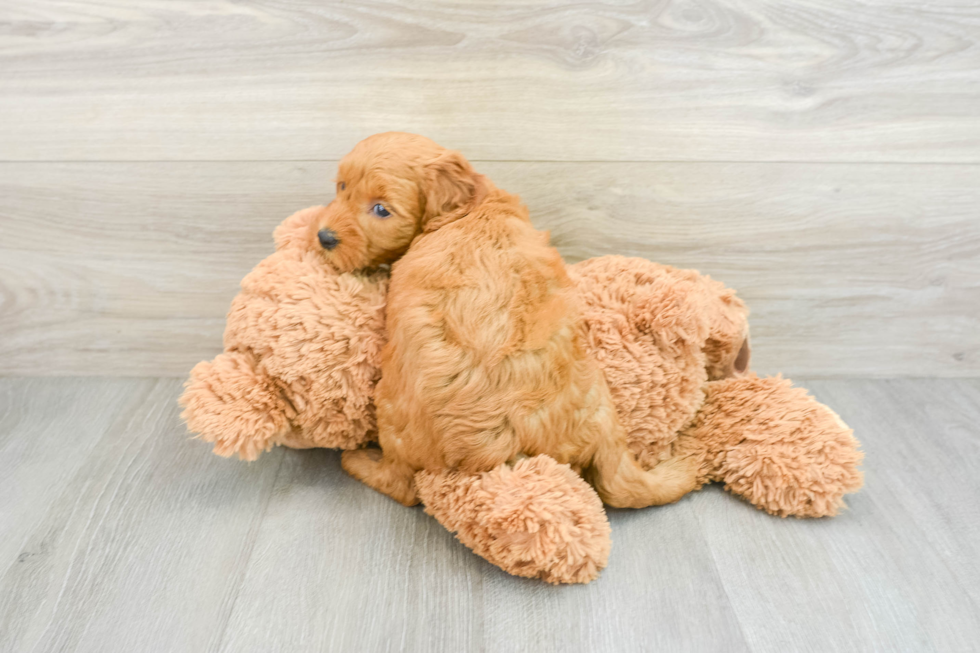 Fluffy Mini Goldendoodle Poodle Mix Pup