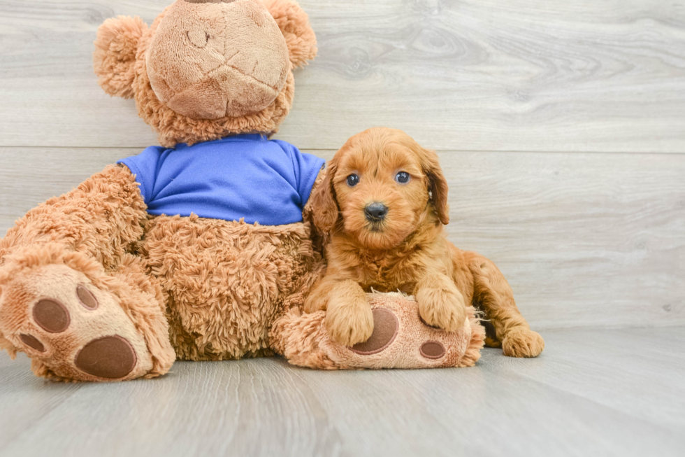 Smart Mini Goldendoodle Poodle Mix Pup