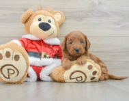 6 week old Mini Goldendoodle Puppy For Sale - Florida Fur Babies