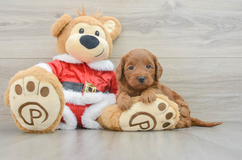 5 week old Mini Goldendoodle Puppy For Sale - Florida Fur Babies