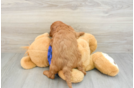 Mini Goldendoodle Puppy for Adoption