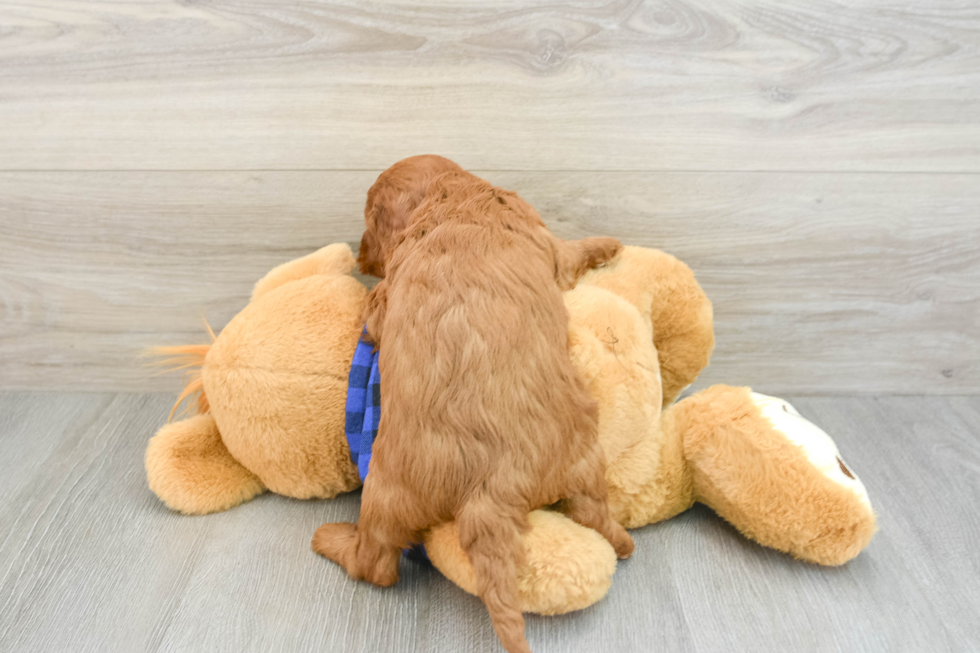 Mini Goldendoodle Puppy for Adoption