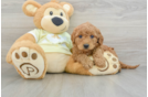 Best Mini Goldendoodle Baby