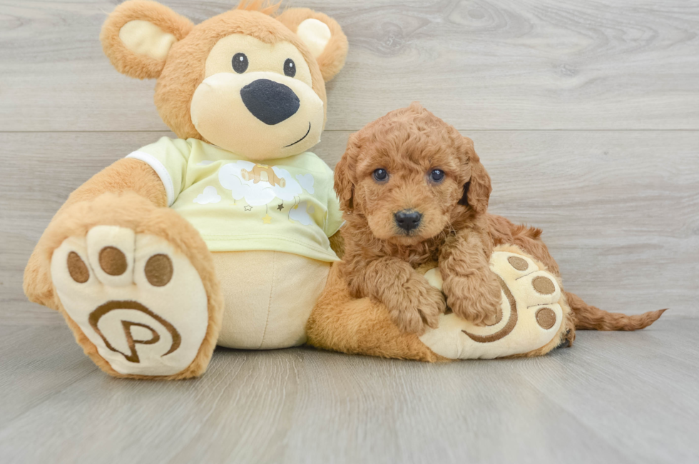 8 week old Mini Goldendoodle Puppy For Sale - Florida Fur Babies