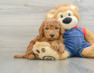 8 week old Mini Goldendoodle Puppy For Sale - Florida Fur Babies