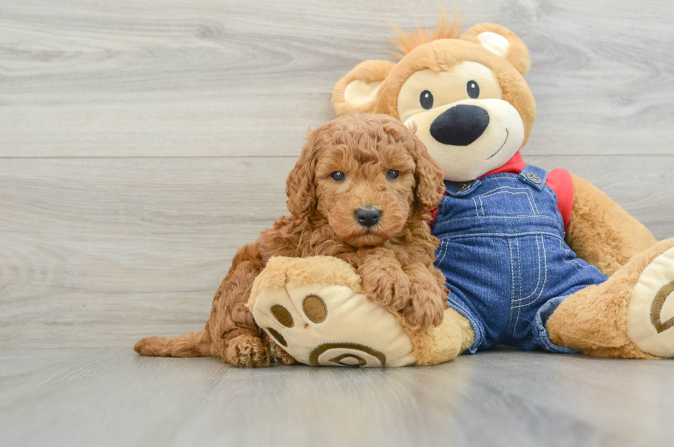 6 week old Mini Goldendoodle Puppy For Sale - Florida Fur Babies