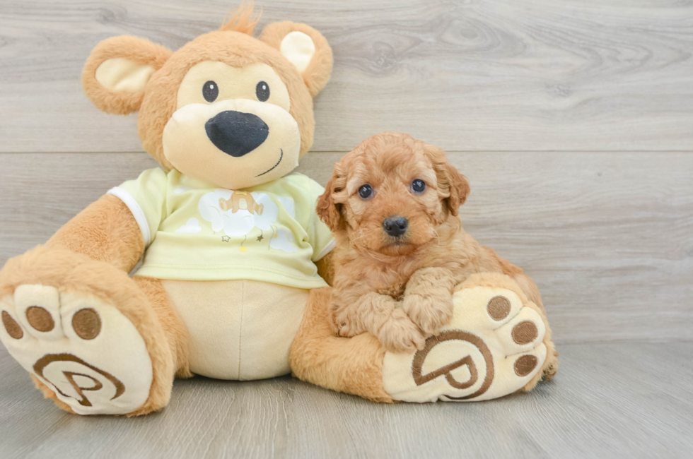 6 week old Mini Goldendoodle Puppy For Sale - Florida Fur Babies