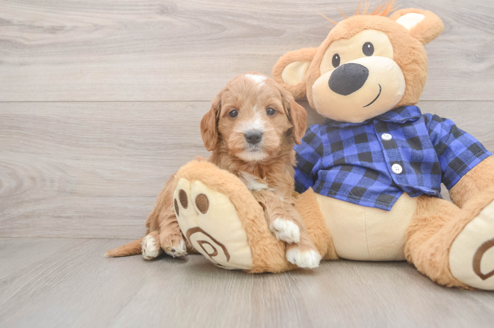 5 week old Mini Goldendoodle Puppy For Sale - Florida Fur Babies