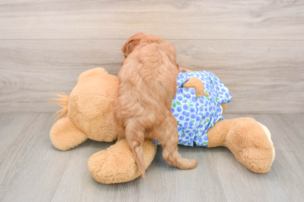 Mini Goldendoodle Pup Being Cute