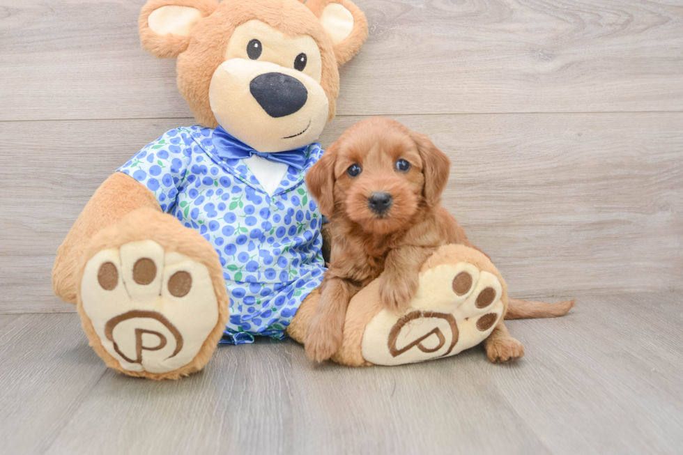 Best Mini Goldendoodle Baby
