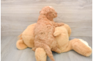 Hypoallergenic Mini Goldiepoo Poodle Mix Puppy