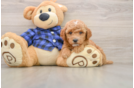 Best Mini Goldendoodle Baby