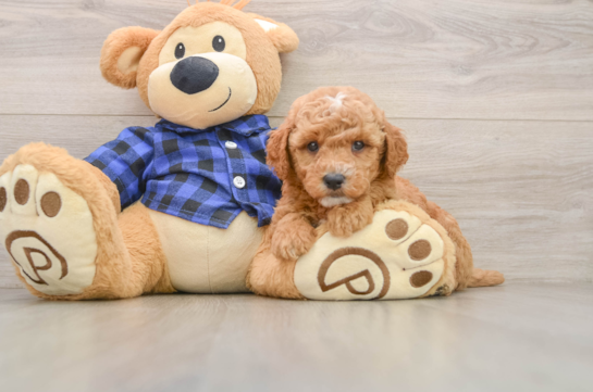 Best Mini Goldendoodle Baby