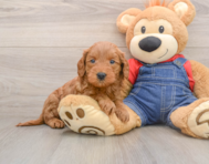 8 week old Mini Goldendoodle Puppy For Sale - Florida Fur Babies