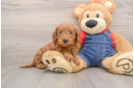 Mini Goldendoodle Pup Being Cute