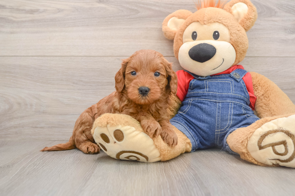 Mini Goldendoodle Pup Being Cute