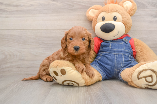 Mini Goldendoodle Pup Being Cute