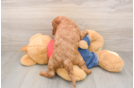 Petite Mini Goldendoodle Poodle Mix Pup