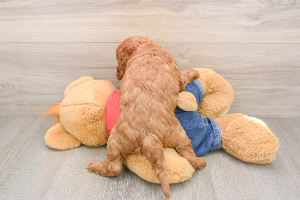 Petite Mini Goldendoodle Poodle Mix Pup