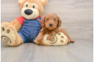 Hypoallergenic Mini Goldiepoo Poodle Mix Puppy
