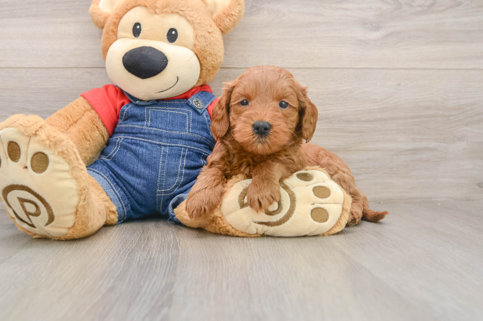 Hypoallergenic Mini Goldiepoo Poodle Mix Puppy