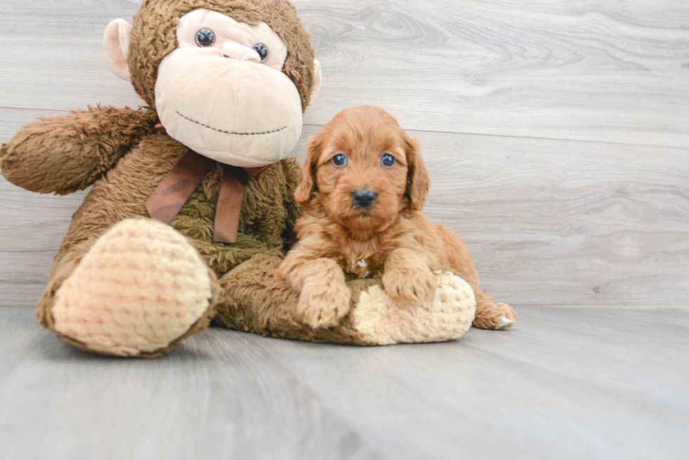 Meet Chanel - our Mini Goldendoodle Puppy Photo 1/3 - Florida Fur Babies