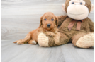 Meet Chanel - our Mini Goldendoodle Puppy Photo 2/3 - Florida Fur Babies