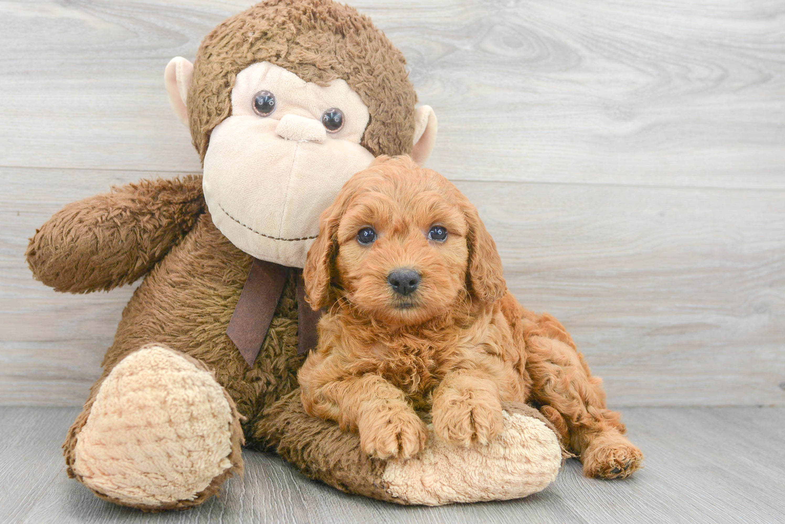 Best Mini Goldendoodle Baby