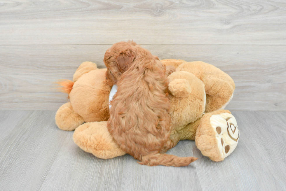 Best Mini Goldendoodle Baby